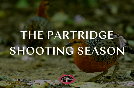 Your Guide to the Partridge Shooting Season