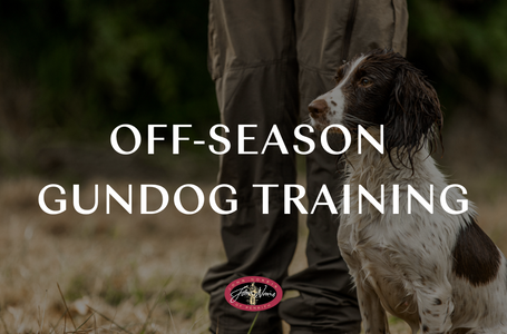 Off-Season Gundog Training: Stay Sharp with Dog and Field