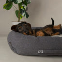 Scruffs Eden Dog Box Bed - Charcoal Grey