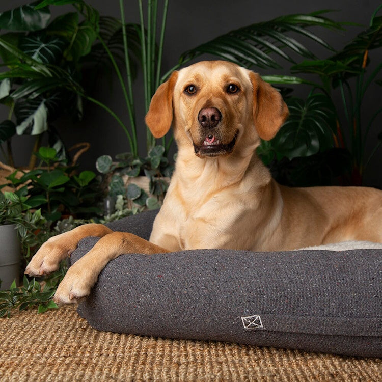 Scruffs Eden Dog Box Bed - Charcoal Grey