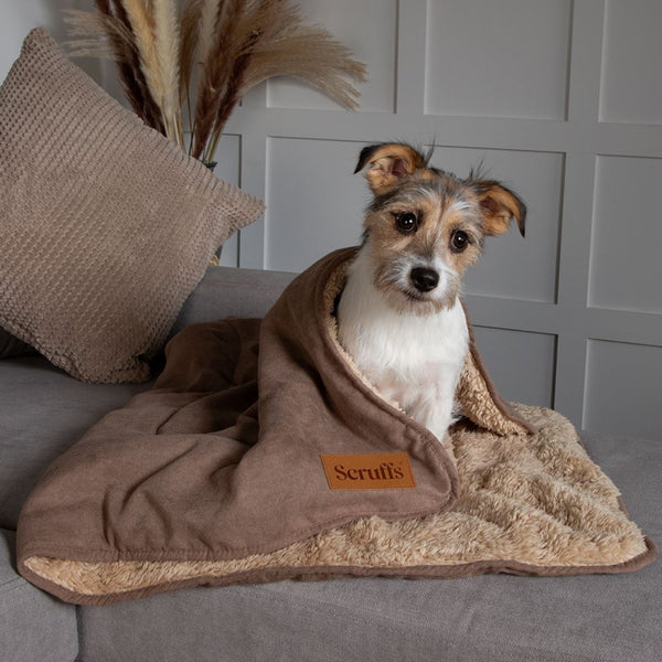 Scruffs chester hotsell dog mattress