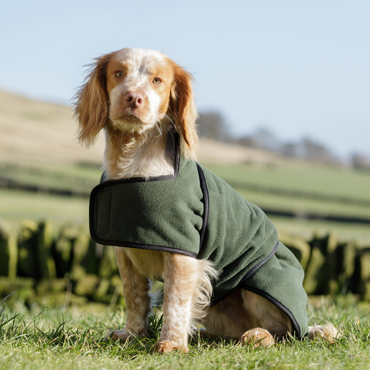 Dog on sale drying jacket