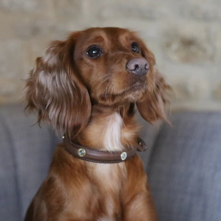 Long hair hotsell dog collar