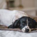 House of Paws Tweed and Plush Dog Blanket - Mulberry