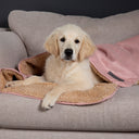 Scruffs Cosy Snuggle Dog Blanket - Blush Pink