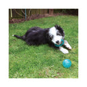 Rosewood Biosafe Puppy Bone 4.5in - Blue