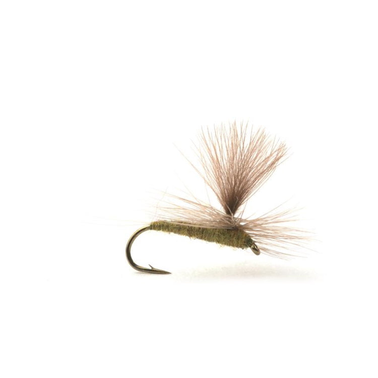 Baetis Medium Olive Flies