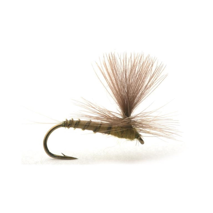 Biot Dun Medium Olive Flies